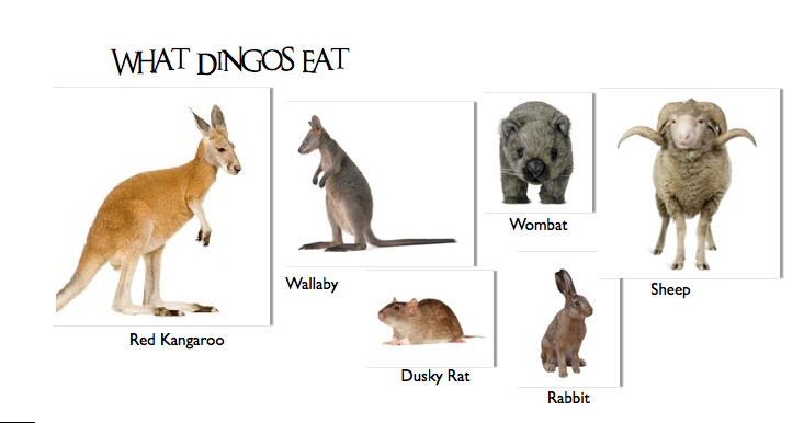 Dingoes Diet Tips Constructiongala dingoes-diet-tips-constructiongala