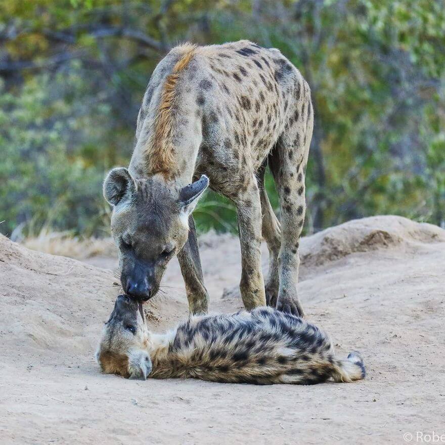 Incredible Pictures By 14-Year Old Robert Irwin, Son Of Steve Irwin And Award-Winning Photographer Incredible Pictures By 14-Year Old Robert Irwin, Son Of Steve Irwin And Award-Winning Photographer