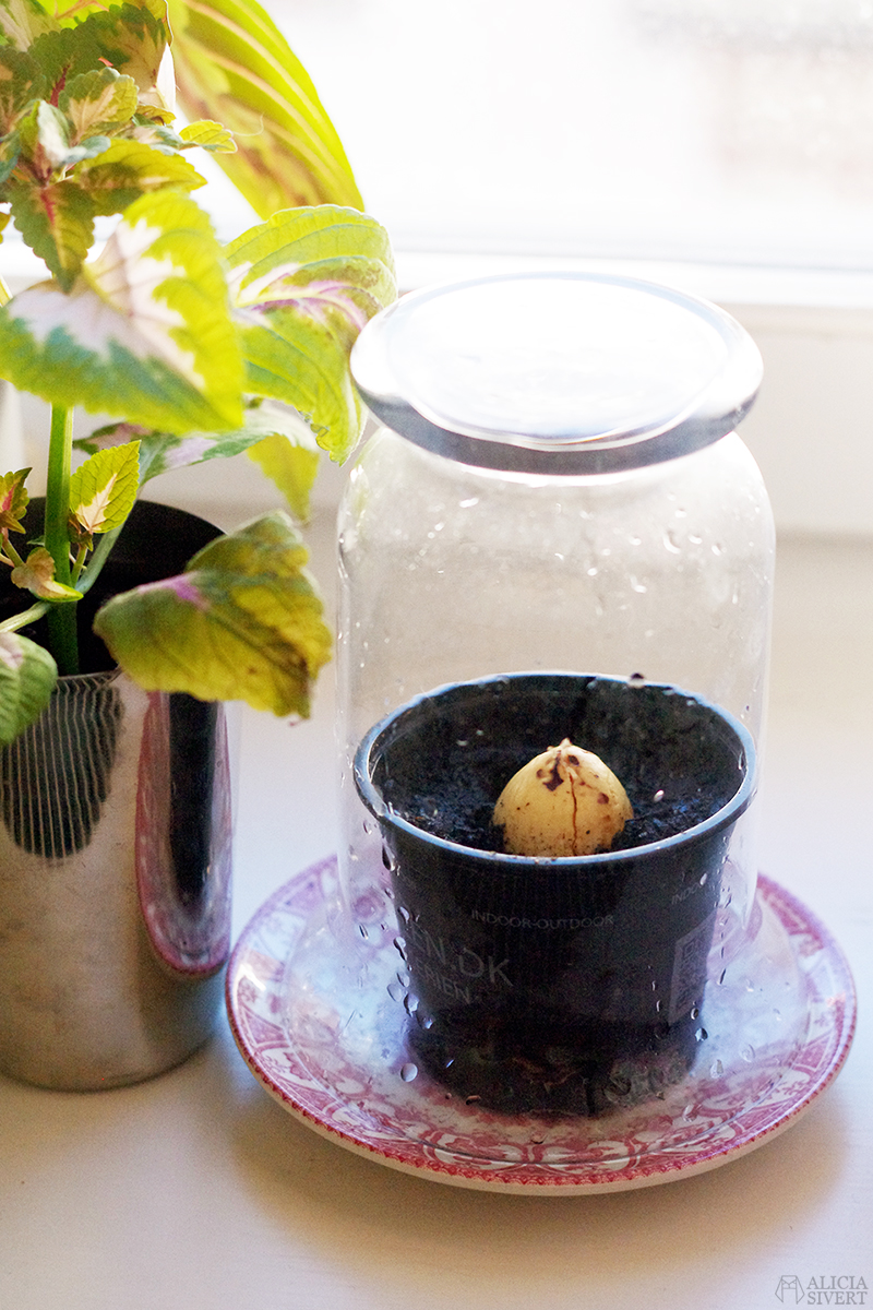 Plants, photo by Alicia Sivertsson.