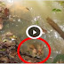 Man Tries To Poke A Sleeping Snake And The Consequence? Shocking!