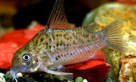 Jenis Ikan Corydoras armatus