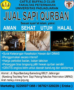 JUAL SAPI QURBAN