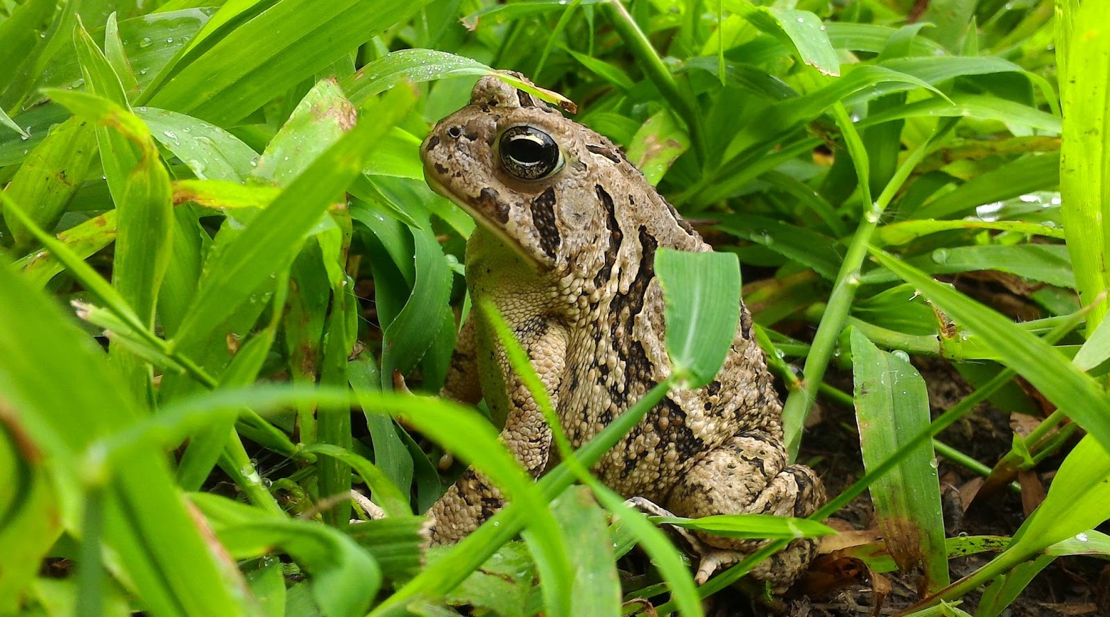 darlaville frogs..catalpa worms