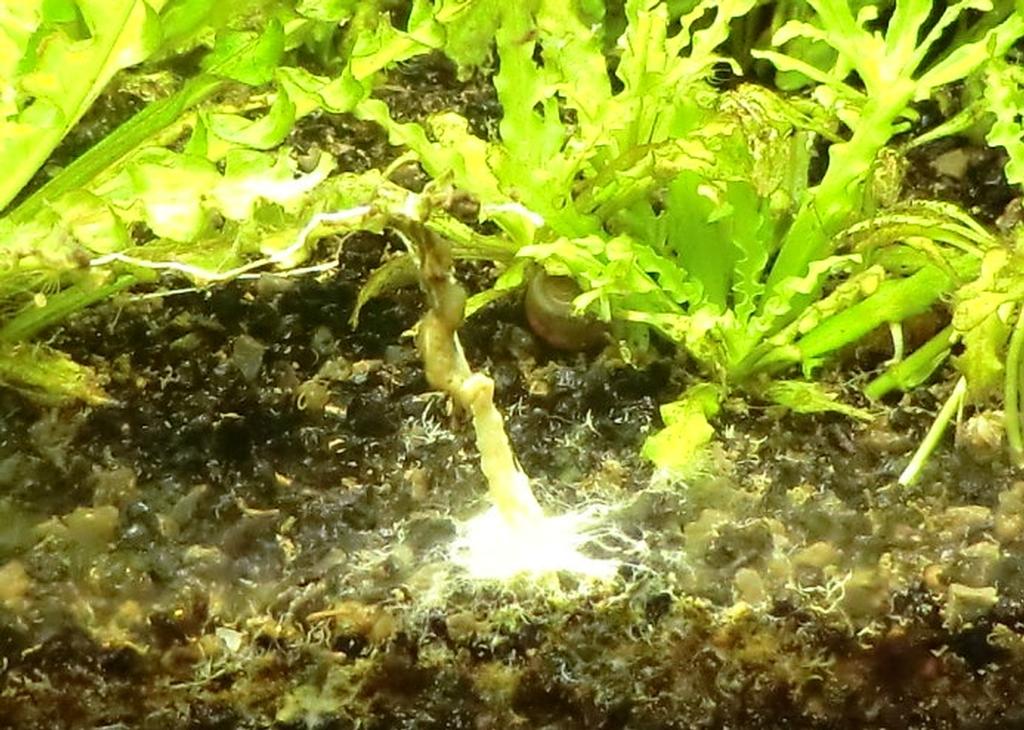 The Fishtank Slime mold in the Aquarium