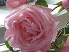 A Hurdal Rose