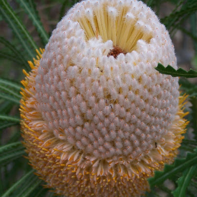 How to grow Banksia hookeriana Close up of Banksia hookeriana flower