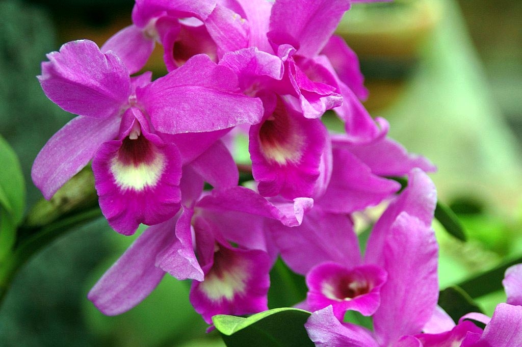 Campamento Terecay Blog: Hace 65 años fue declarada La Orquídea como
