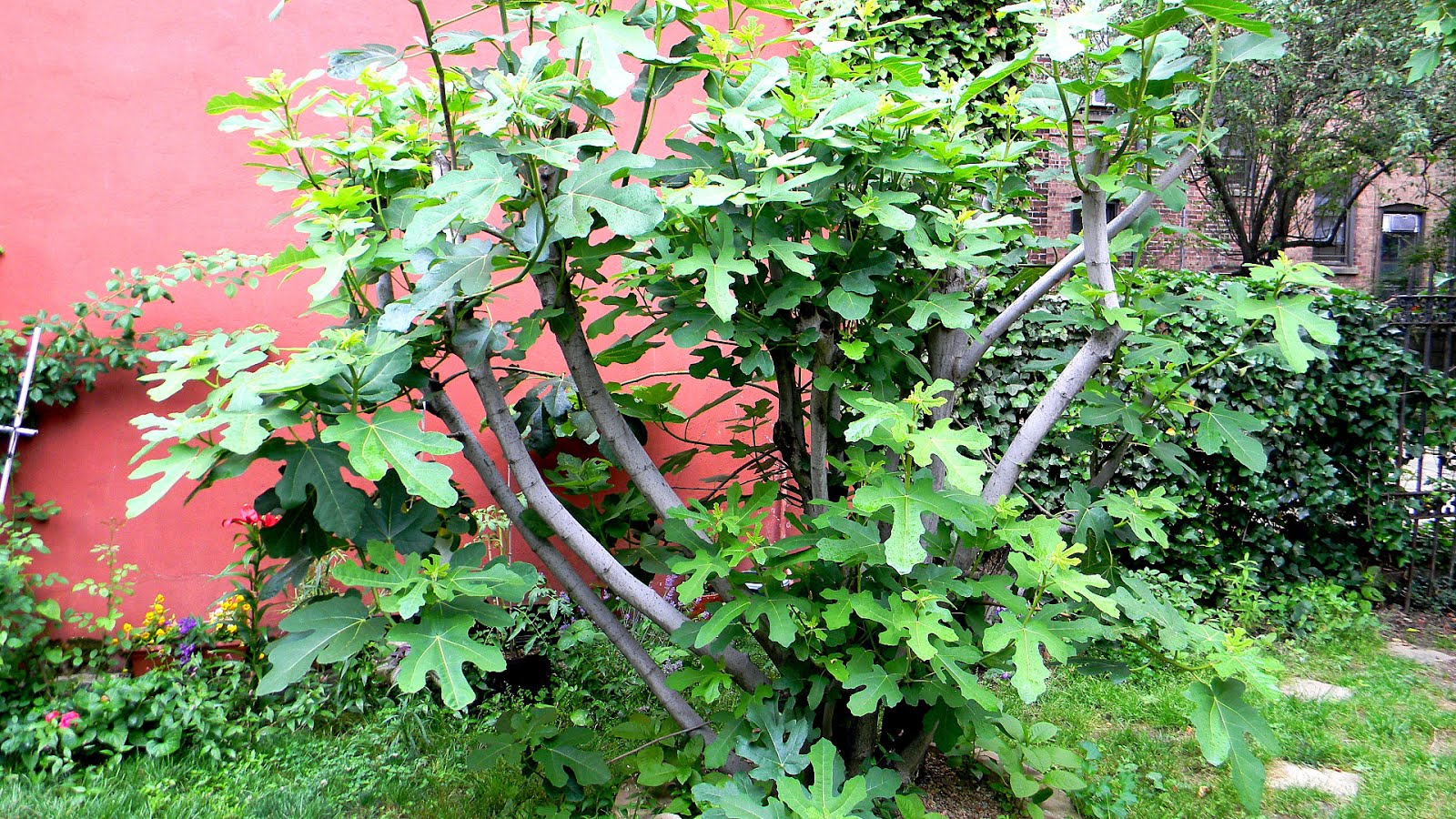 How To Trim Fig Tree Tree Choices