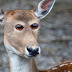 COMO SERIAM ESSES 10 ANIMAIS SE TIVESSEM OS OLHOS NA FRENTE?