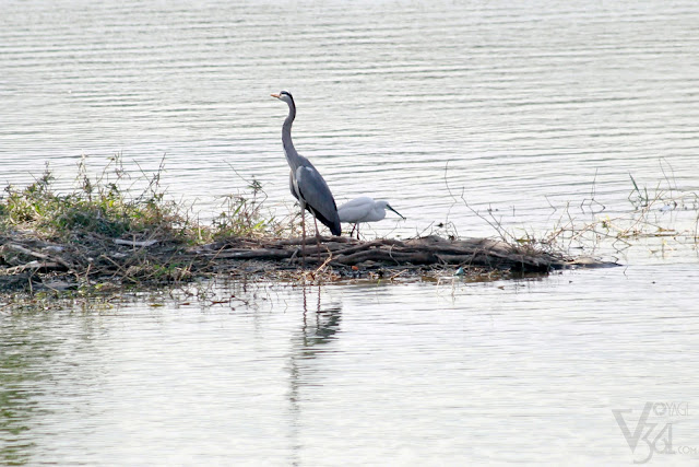 Grey Heron Grey Heron
