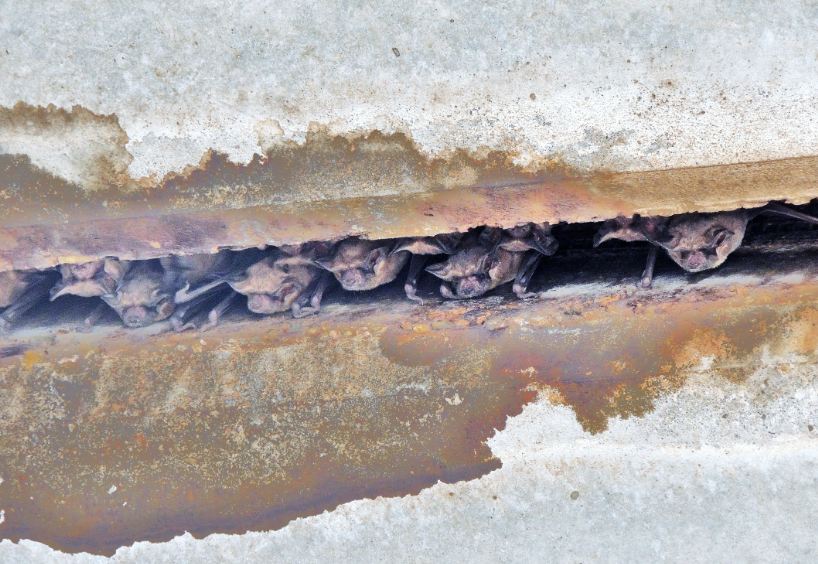 Houston in Pics Houston Bat Colony