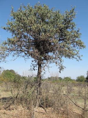 arboles de Argentina Sombra de toro Jodina rhombifolia