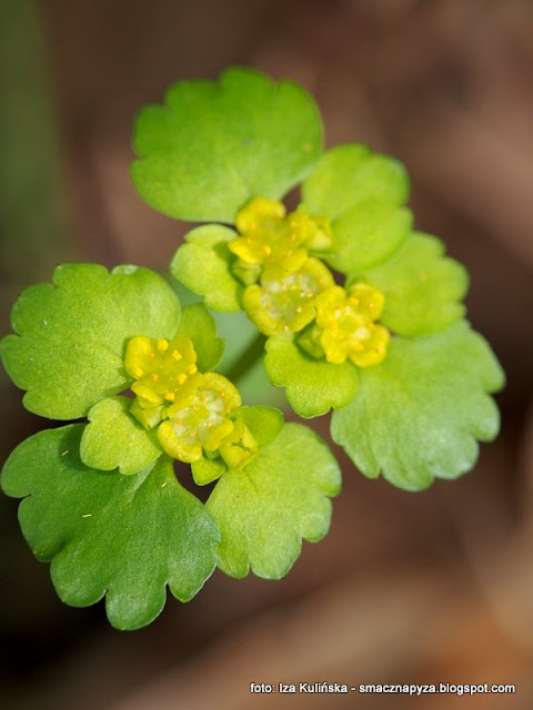 sledziennica roslinka, roslina, las, wycieczka, flora