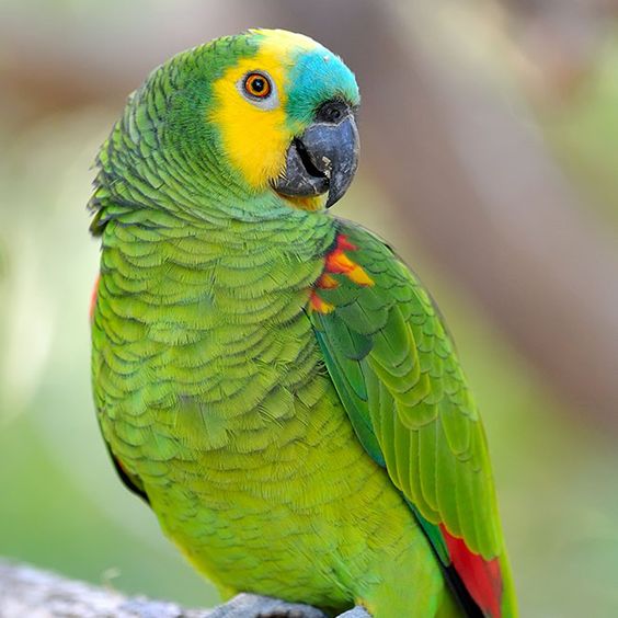 Amazon Parrot Bird Breed Information,Pictures and Species Amazing