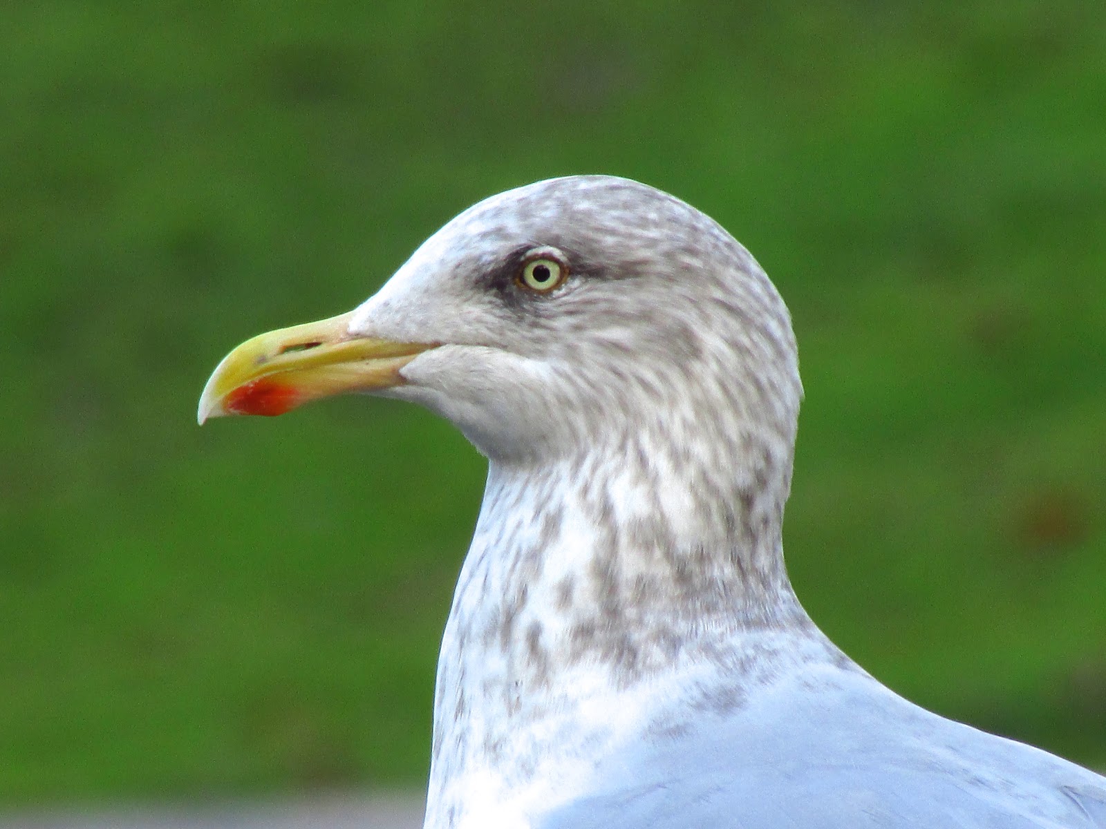 The Rattling Crow Into the eye of the winter herring gull