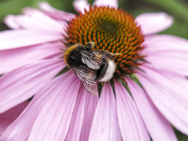 rudbeckia, echinacea rudbeckia, echinacea