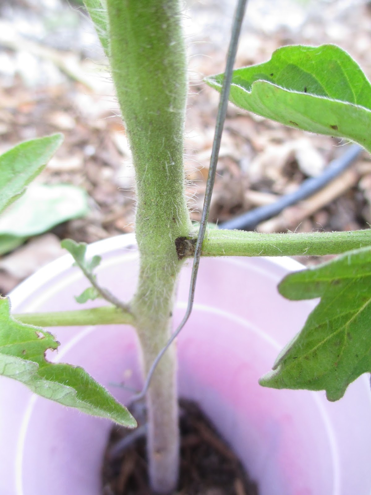 Andie's Way Using Twine Instead of Wire on the Trellises