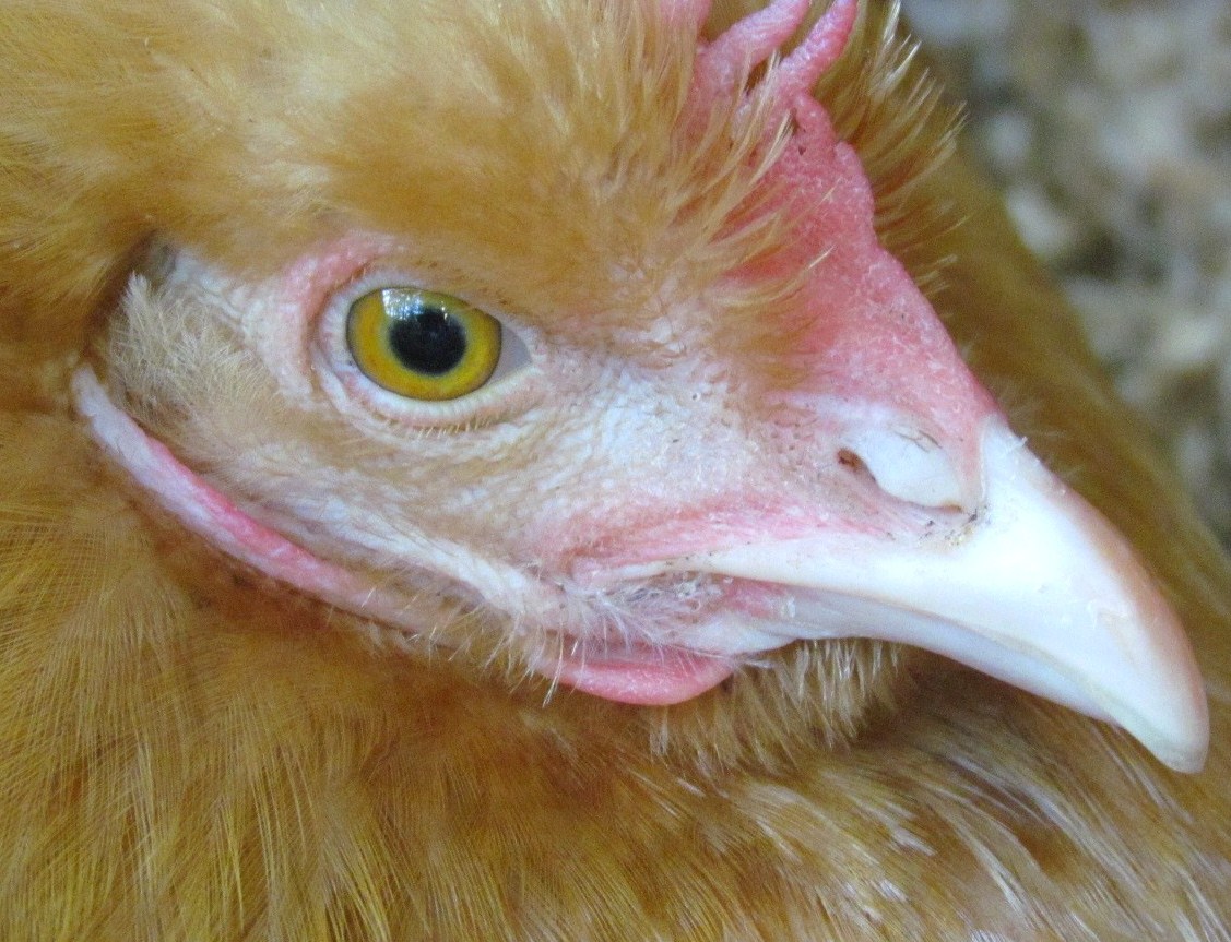 Nyack Backyard How Not to Handle a Broody Hen