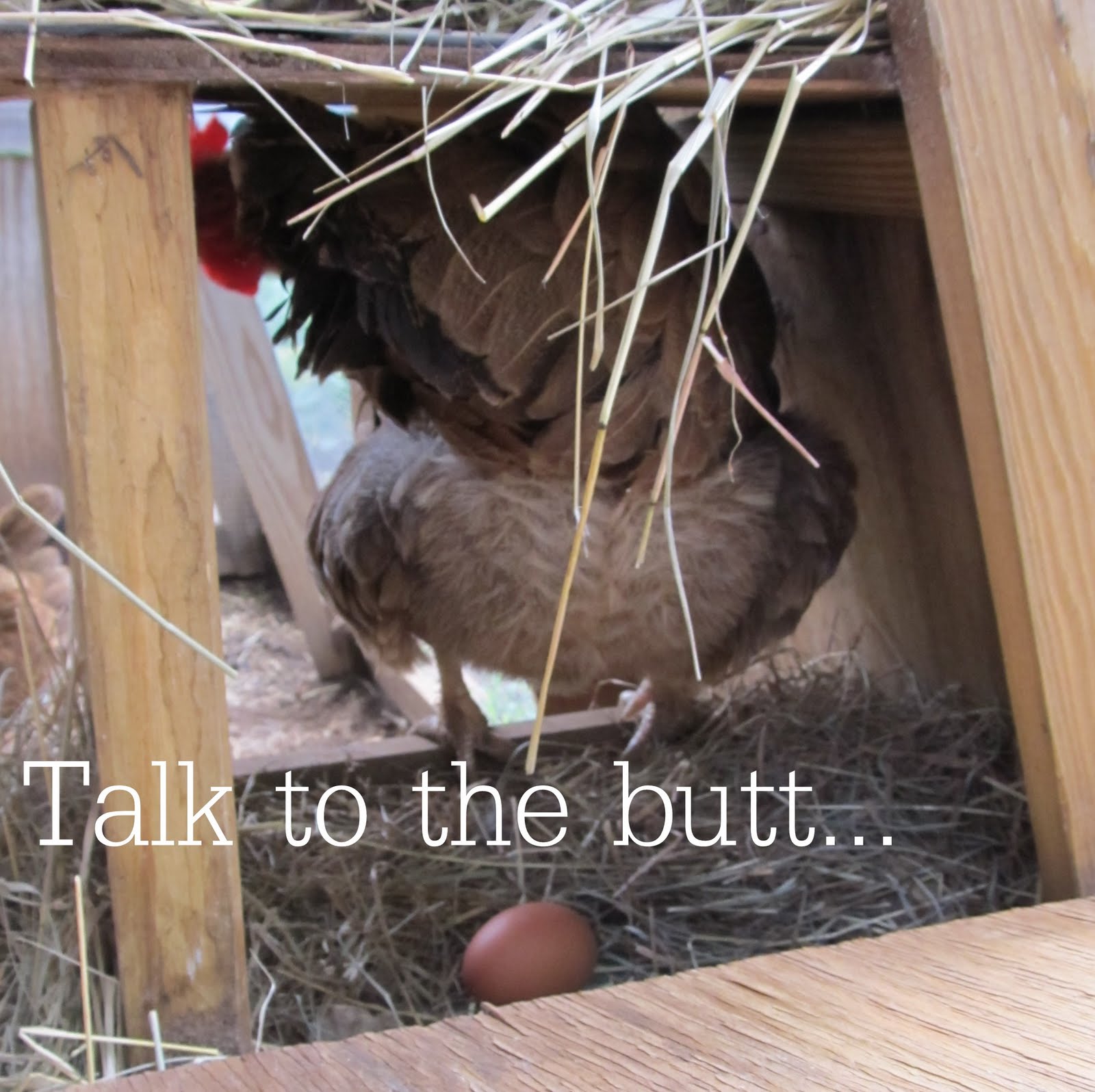 We keep them in a (somewhat) traditional chicken coop I made using an ...