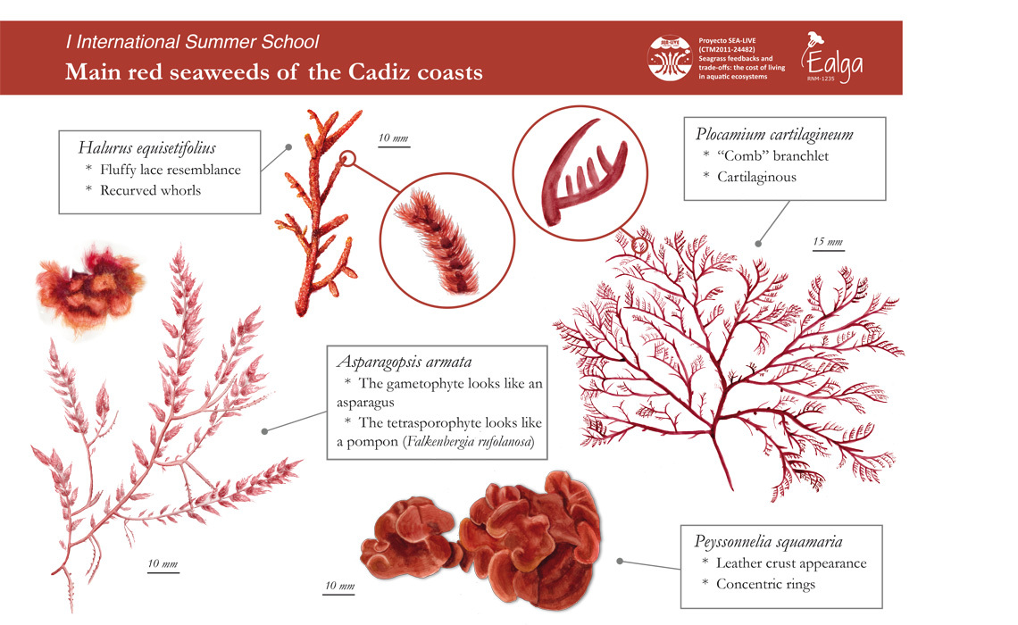 Красные водоросли клетки. Красные водоросли багрянки строение. Филлофора водоросль строение. Красные водоросли строение клетки. Строение красных водорослей водорослей.