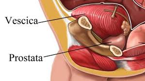 ratto maschio la ghiandola prostatica