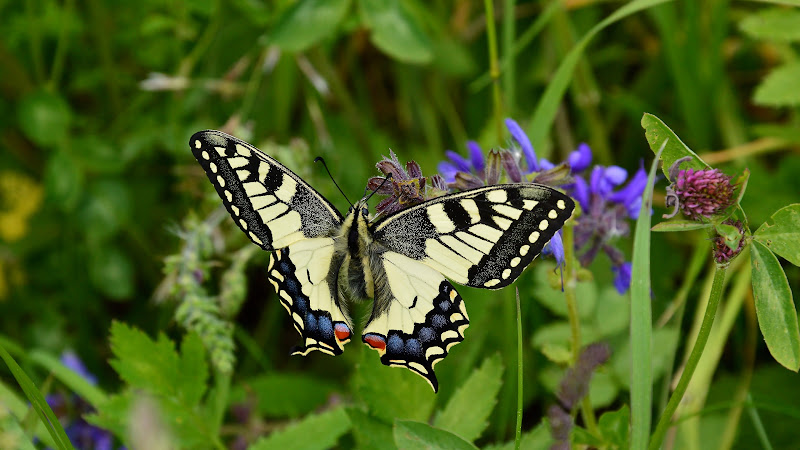 Papilio Machaon Butterfly