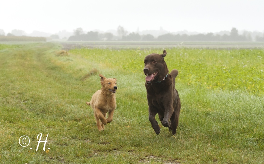 Murphinos Paw Pebbels Crumble und Murphy im Nebel