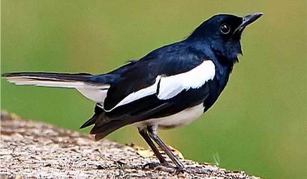 burung kacer stres
