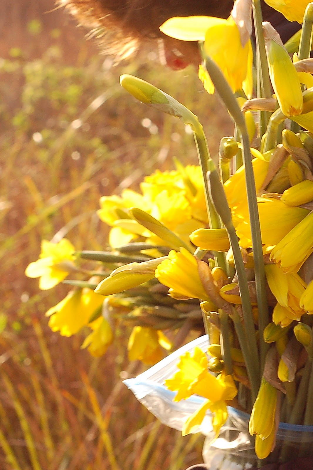 Gallo Organico Picking Daffodils