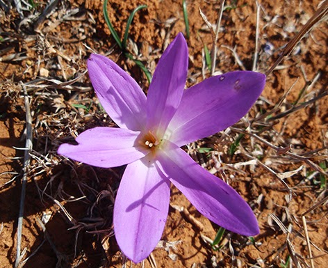 Colquico o azafrán bastardo (Colchicum autumnale)
