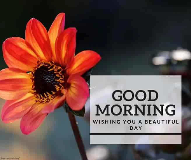 awesome good morning image with orange flower