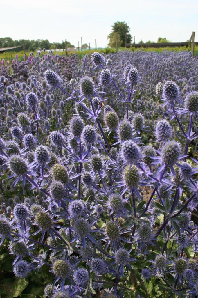 Eryngium Blue