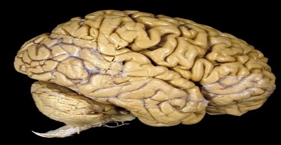 Otak Manusia dan Fungsinya Manhaj Hidup Orang Beriman