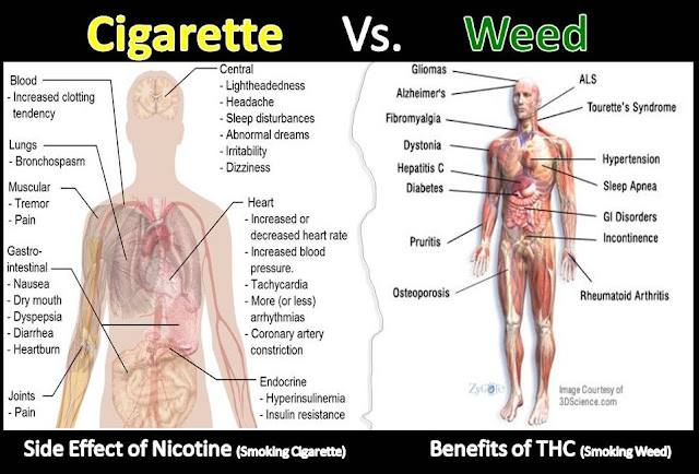 Image result for Cigarettes Are Much Worse Than Smoking Cannabis