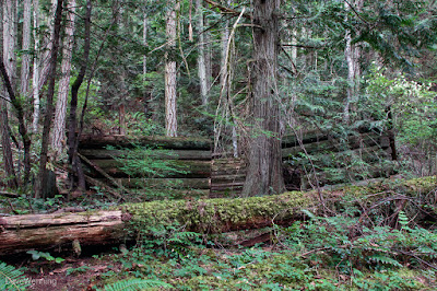 Miner's Log Cabin Ruin on the John Tursi Trail