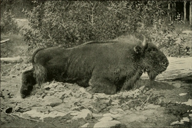 قائمة الحيوانات المنقرضة في آخر 100 سنة :  البيسون ( The Caucasian wisent ) CaucasianBison-Demidoff1898
