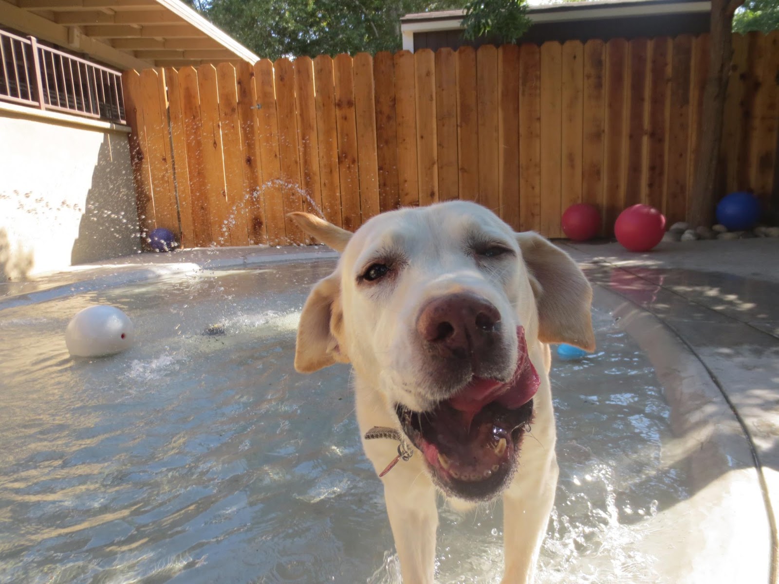 TAILS FROM DUBLIN CREEK