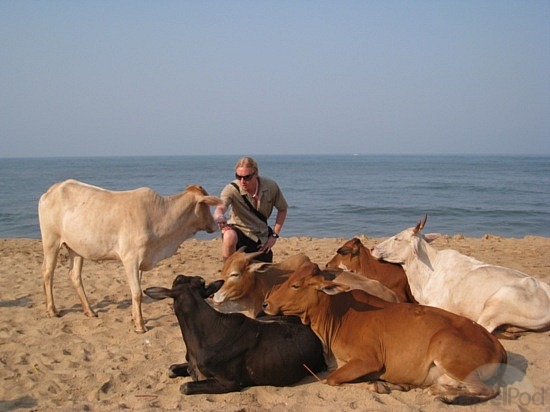 10 fotos abusadas de vacas na praia 10 fotos abusadas de vacas na praia