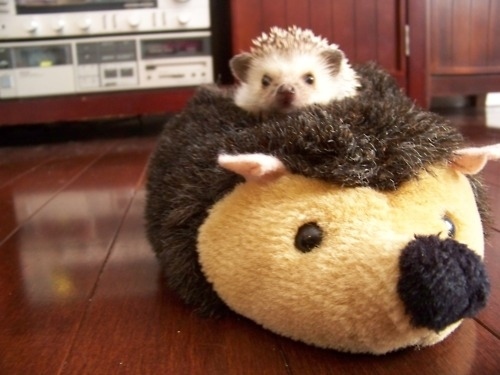 cute pets, adorable pets, animals with stuffed animals