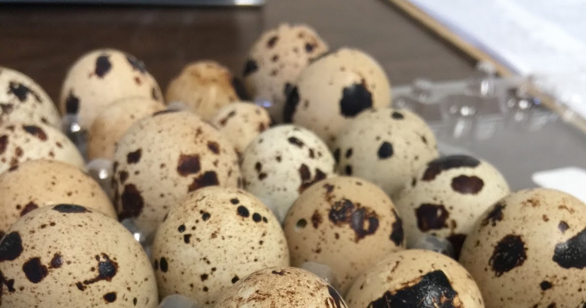 Tracy Cooks in Austin QUAIL EGGS, how to cook them, how to peel them