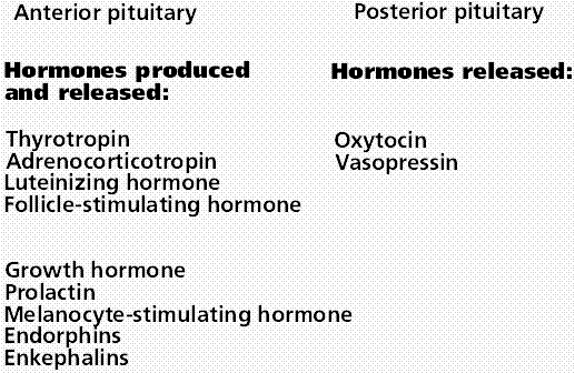 Clinical Chemistry Blog Notes D: What is Endocrinology?