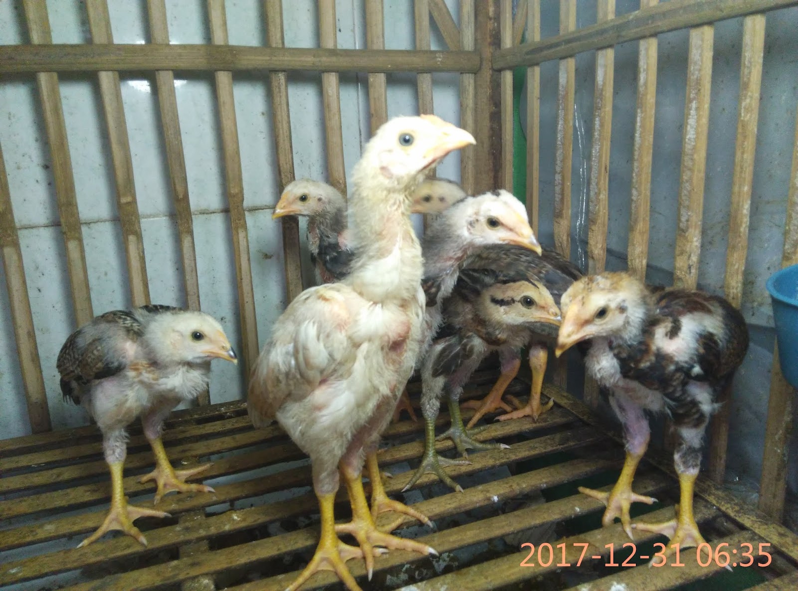 100 Gambar Ayam Umur 1 Bulan Paling Keren 100 Gambar Ayam Umur 1 Bulan Paling Keren