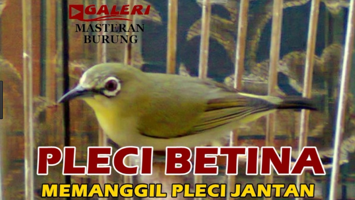 Download Suara Burung Dudut Betina Download Suara Burung