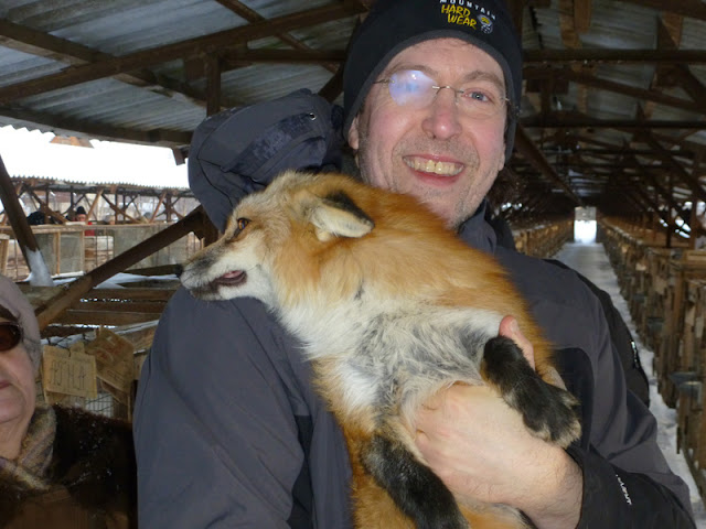 Interview with Dr. Lee Dugatkin about How to Tame a Fox A tame fox cuddles up to Dr. Lee Dugatkin in Russia