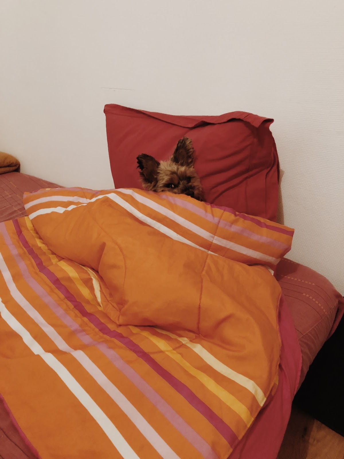 Savi zmęczona po Wielkanocnym ucztowaniu Yorkhire Terrier w łóżku