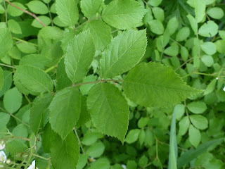Rosier multiflore - Rosa multiflora Rosier multiflore - Rosa multiflora