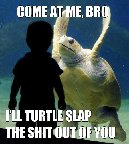 Come%2BAt%2BMe%2BBro%2B-%2Bi%2527ll%2BTurtle%2BSlap%2BThe%2BShit%2BOut%2BOf%2BYou.jpg