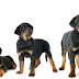 Lista de nombres para perros rottweiler macho y hembra