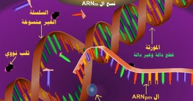 ملخص وحدة تركيب البروتين للسنة الثالثة ثانوي علوم تجريبية