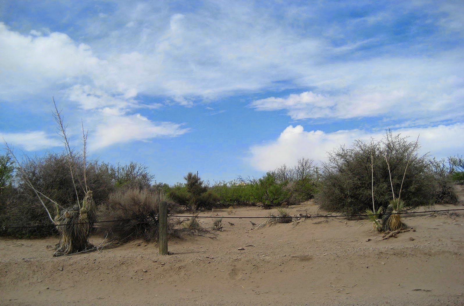 Living Rootless Elephant Butte State Park, New Mexico A Flash Back